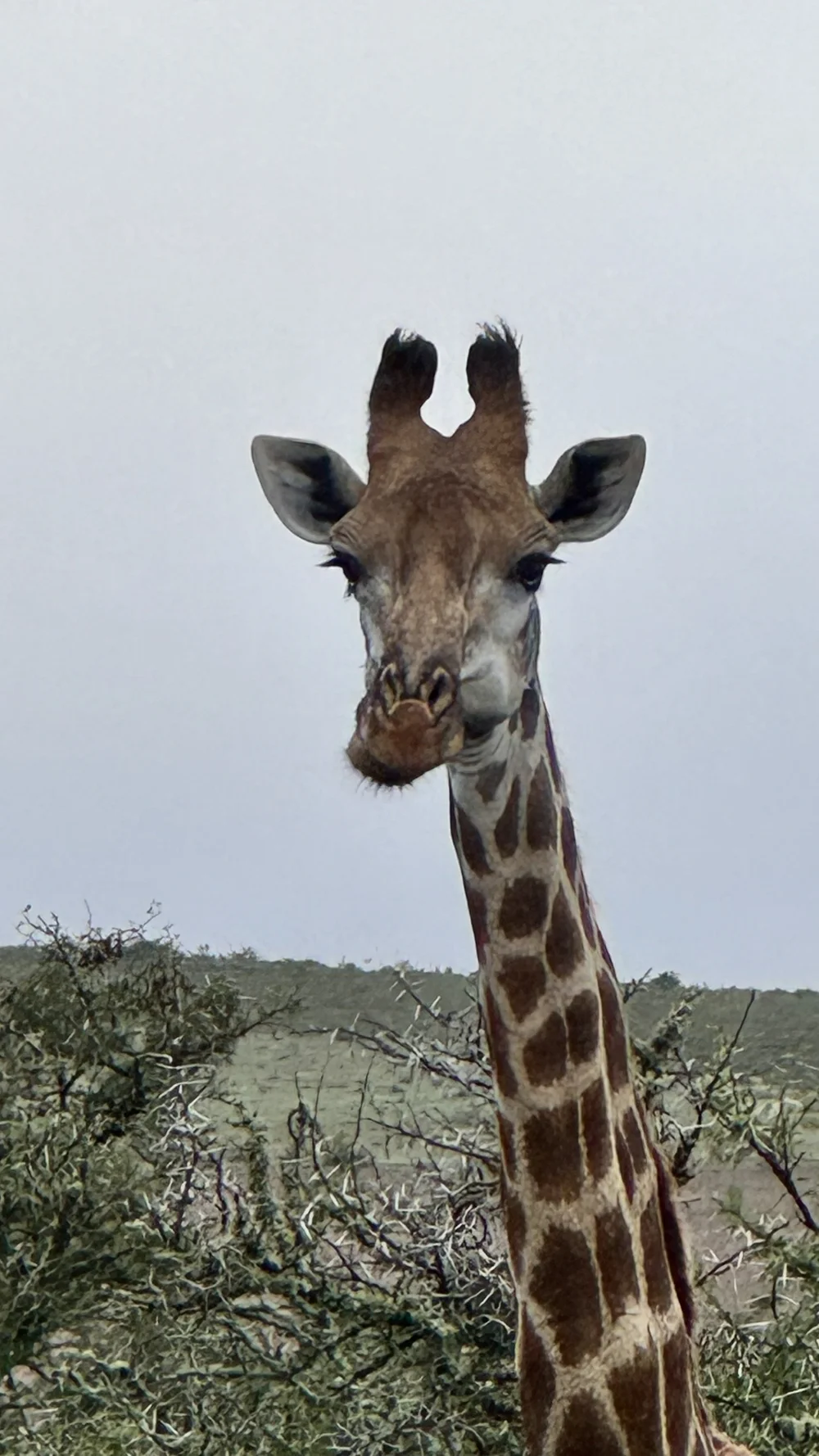 Garden Route Game Lodge 