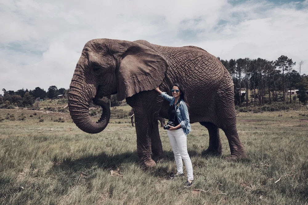 Knysna Elephant Park