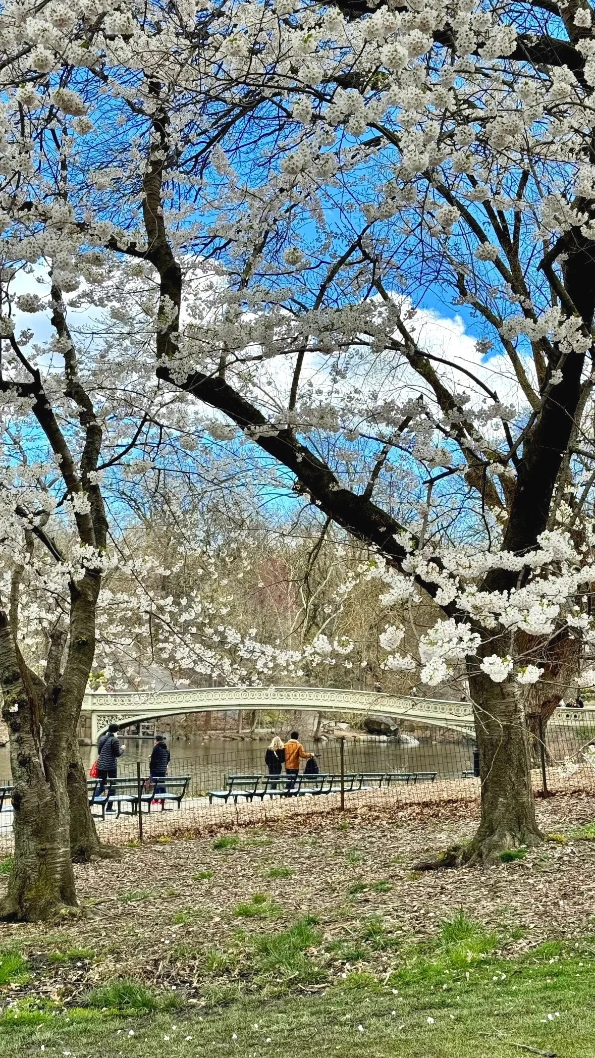 Cherry Blossoms in NYC: Where to See Them &amp; Easy Day Trips (2026 Guide)