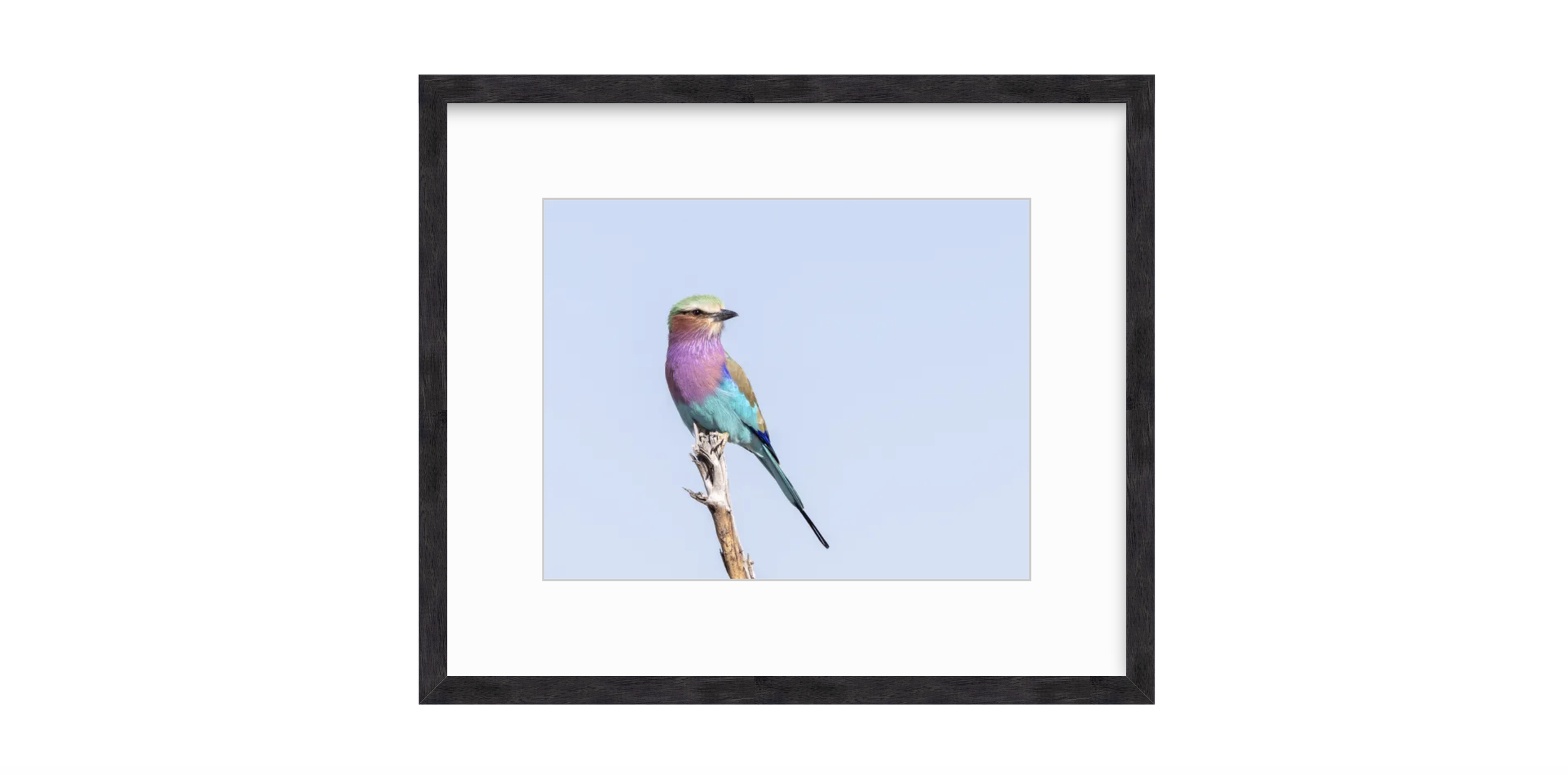Roller Black Walnut Frame.png
