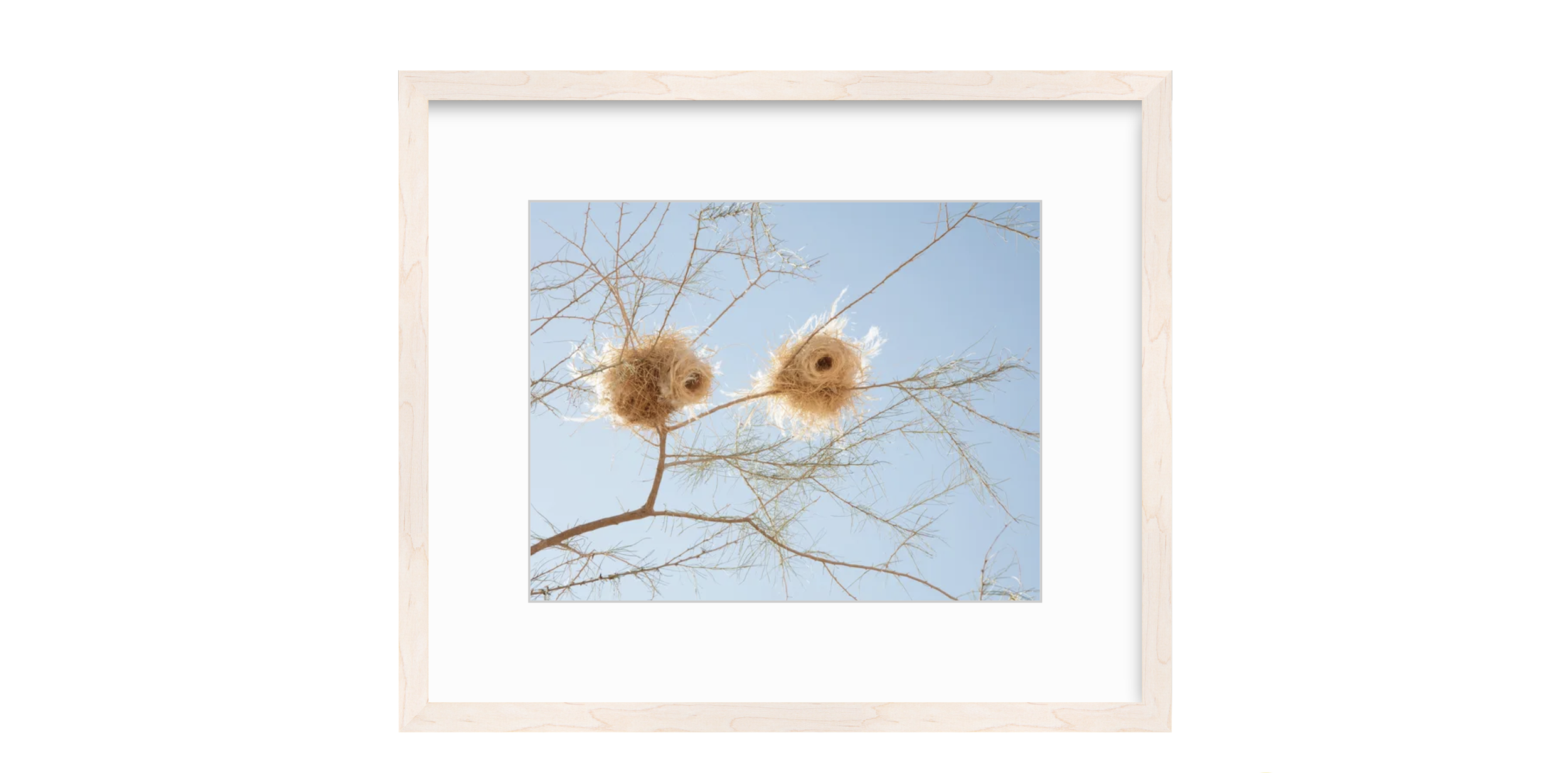Nesting Bleached Maple Frame.png