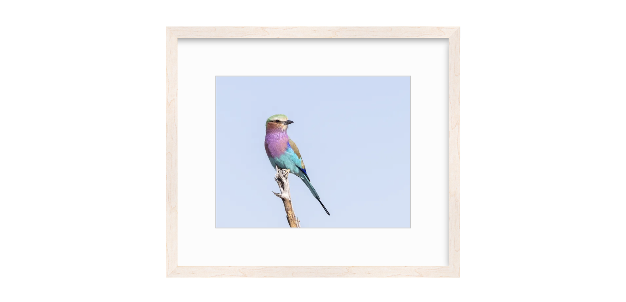 Roller Bleached Maple Frame.png
