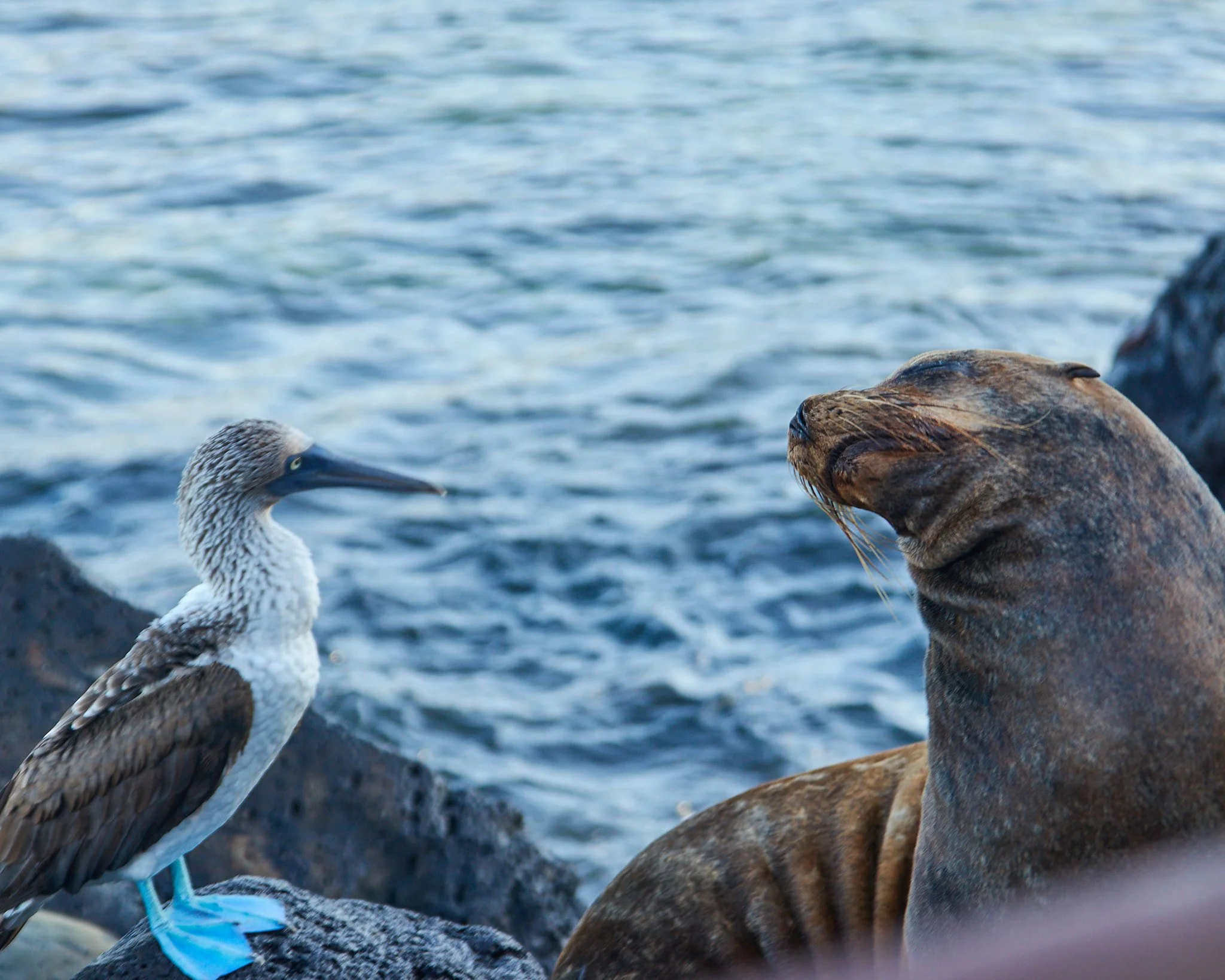 Blue-footed booby and sea lion along the Malecón