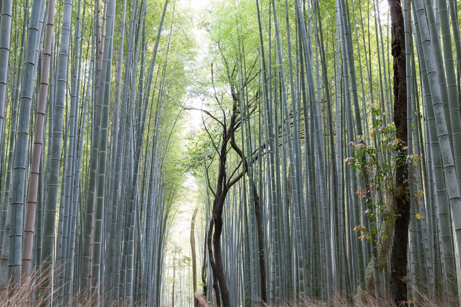 Bamboo Forest.jpg