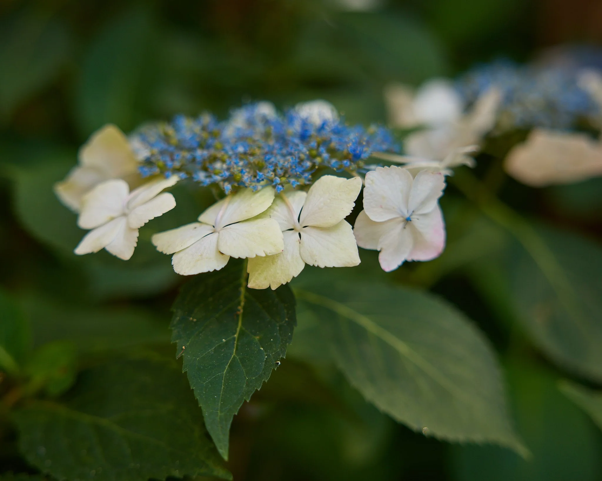 Close-up of a blue and white hydrangea bloom at Caramoor