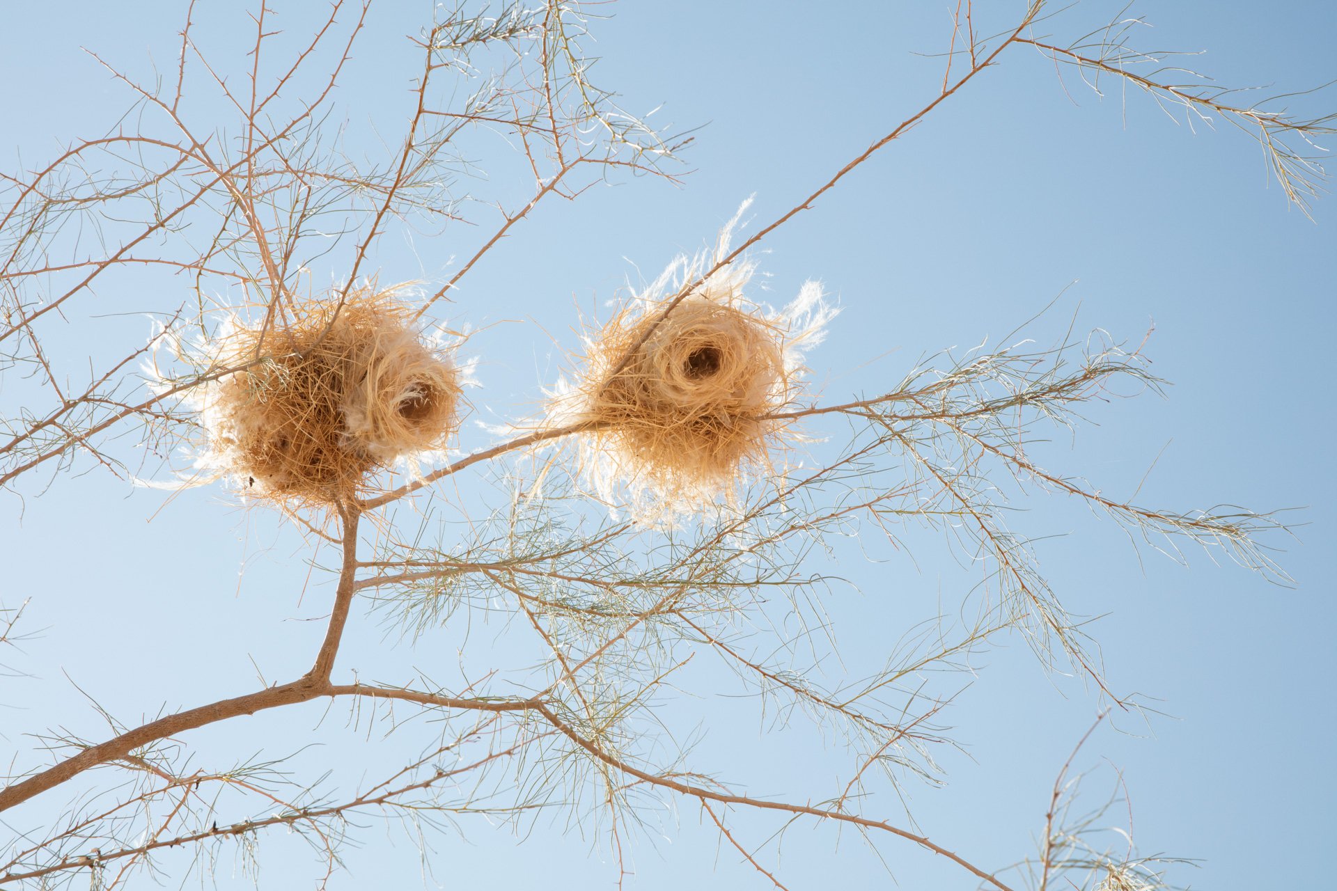 Nesting.jpg