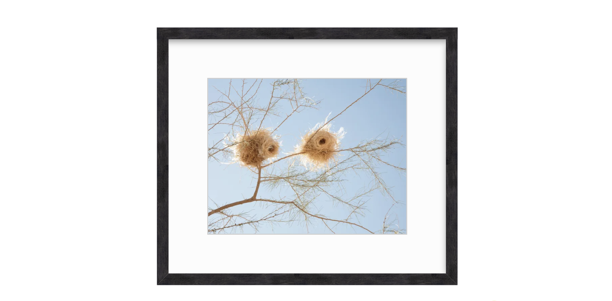 Nesting Black Walnut Frame.png