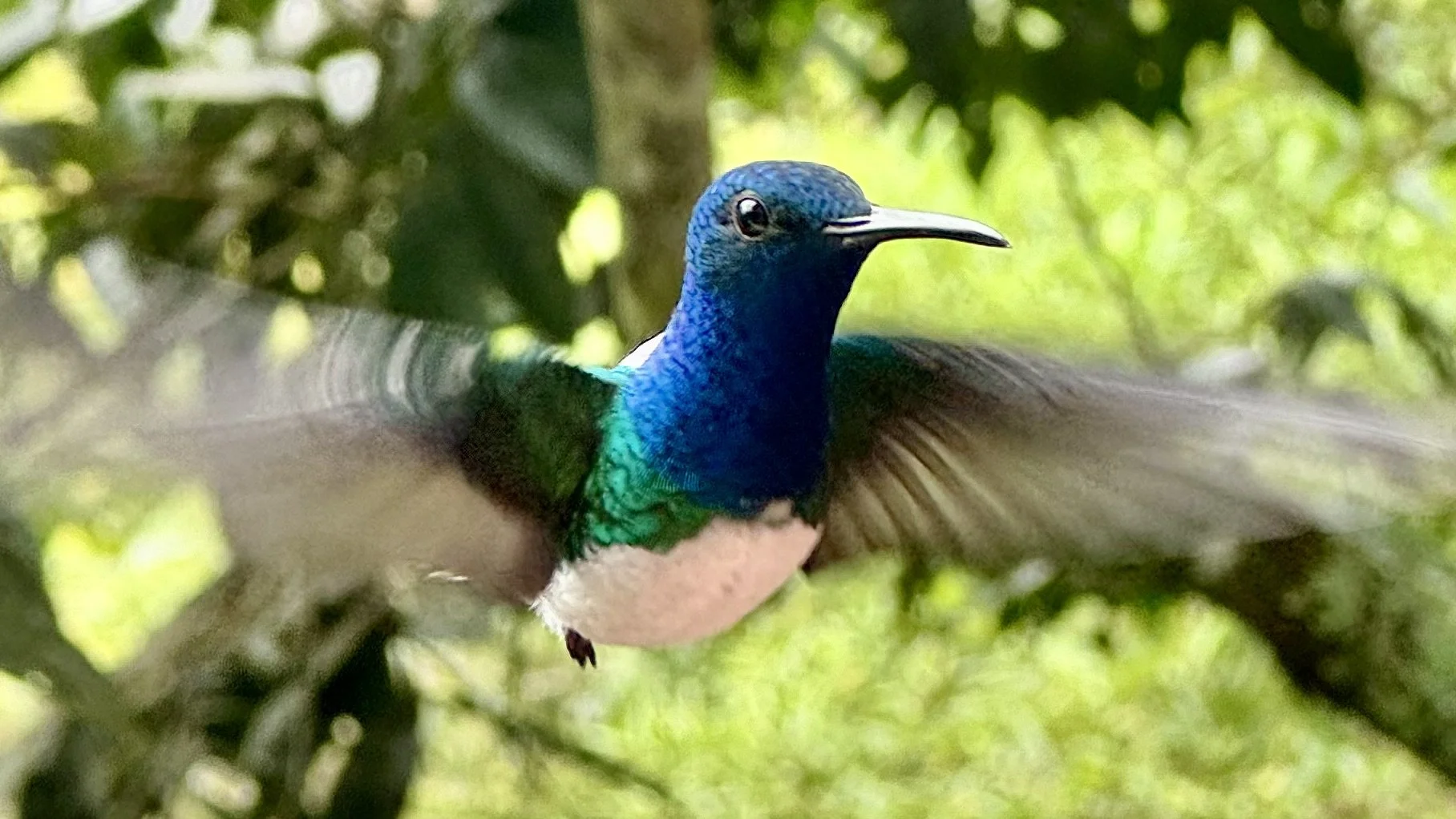 White-necked Jacobin hummingbird with iridescent blue head and green body captured mid-flight at Punto Ornitológico Mindo