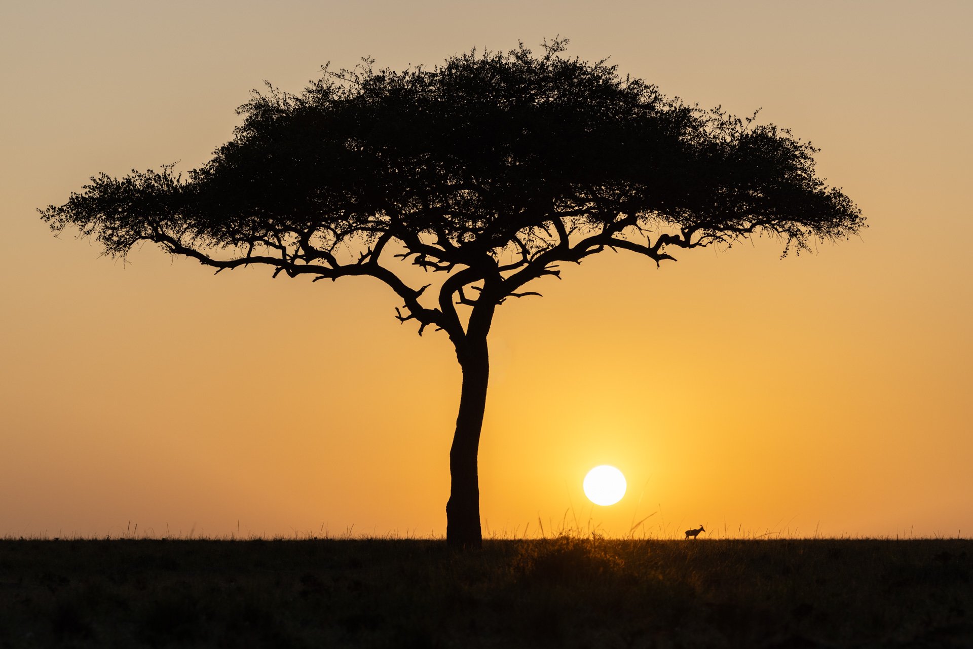 Morning Mara North.jpg