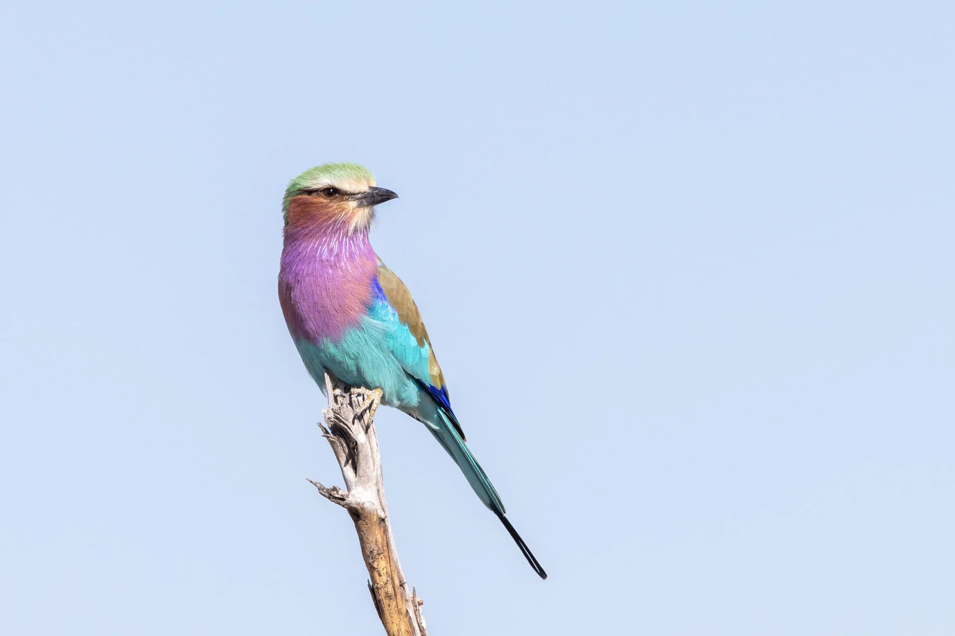 Roller.jpg