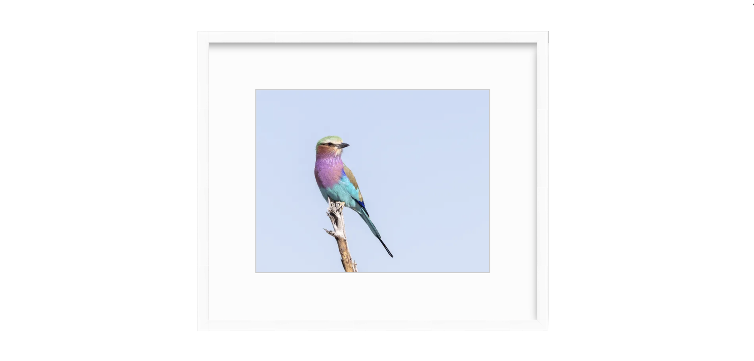 Roller White Frame.png