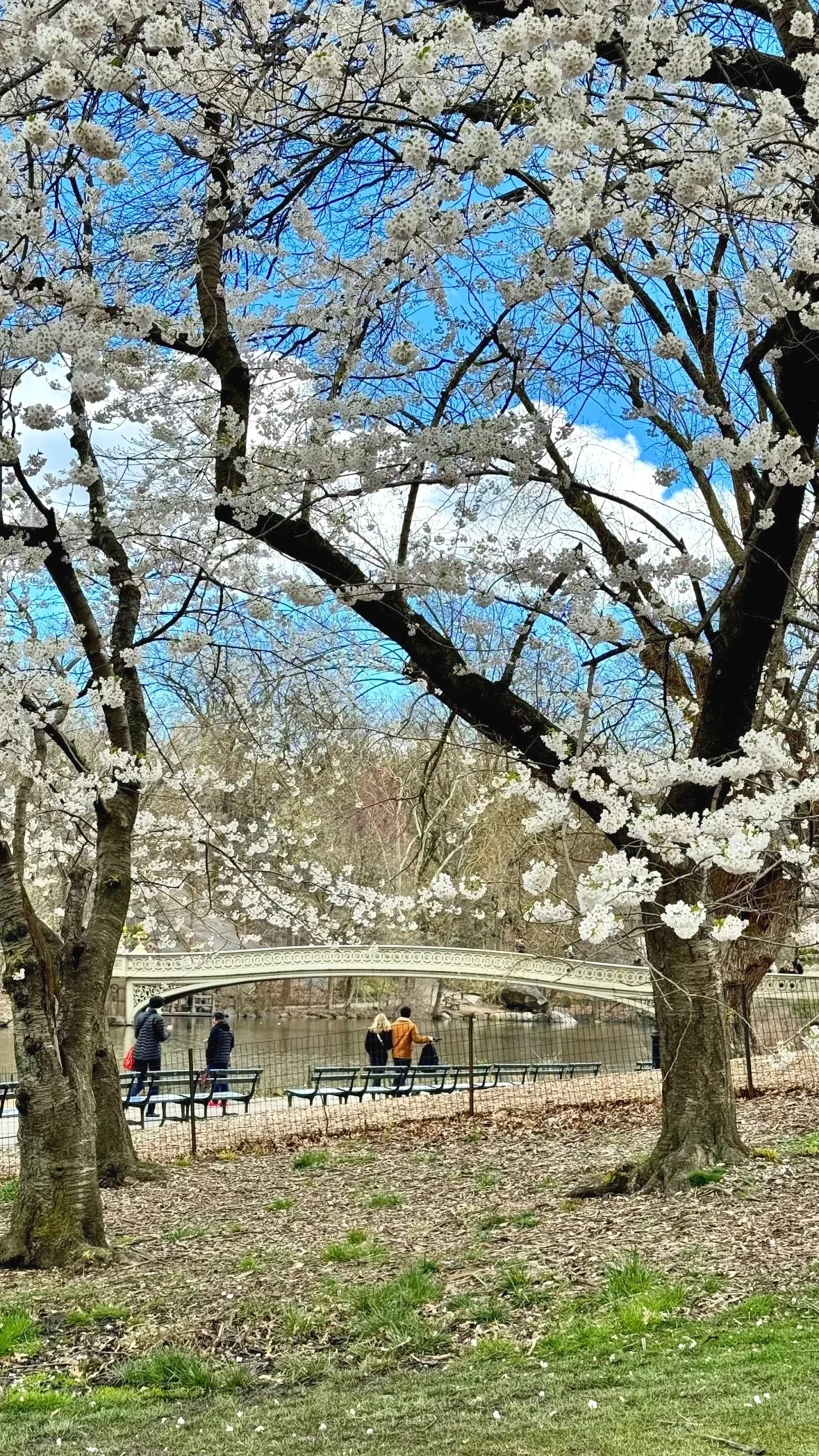 Cherry Blossoms in Central Park NYC