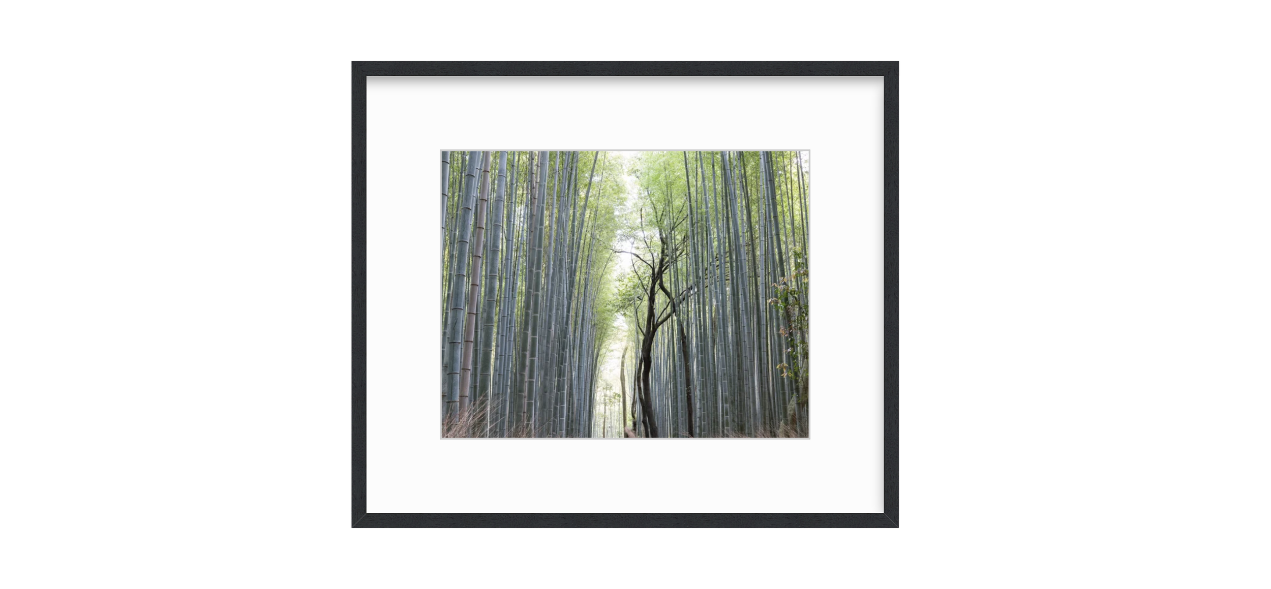 Bamboo Forest in Black Walnut Frame.png