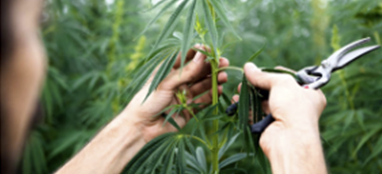 cultivation.png