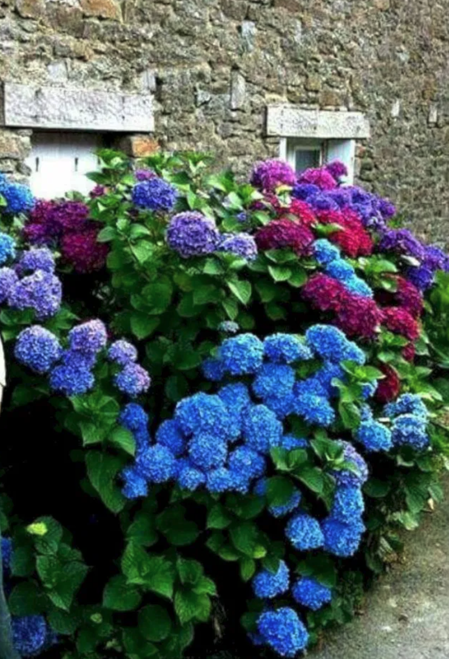 Hydrangeas - Gratitude, Grace and Beauty