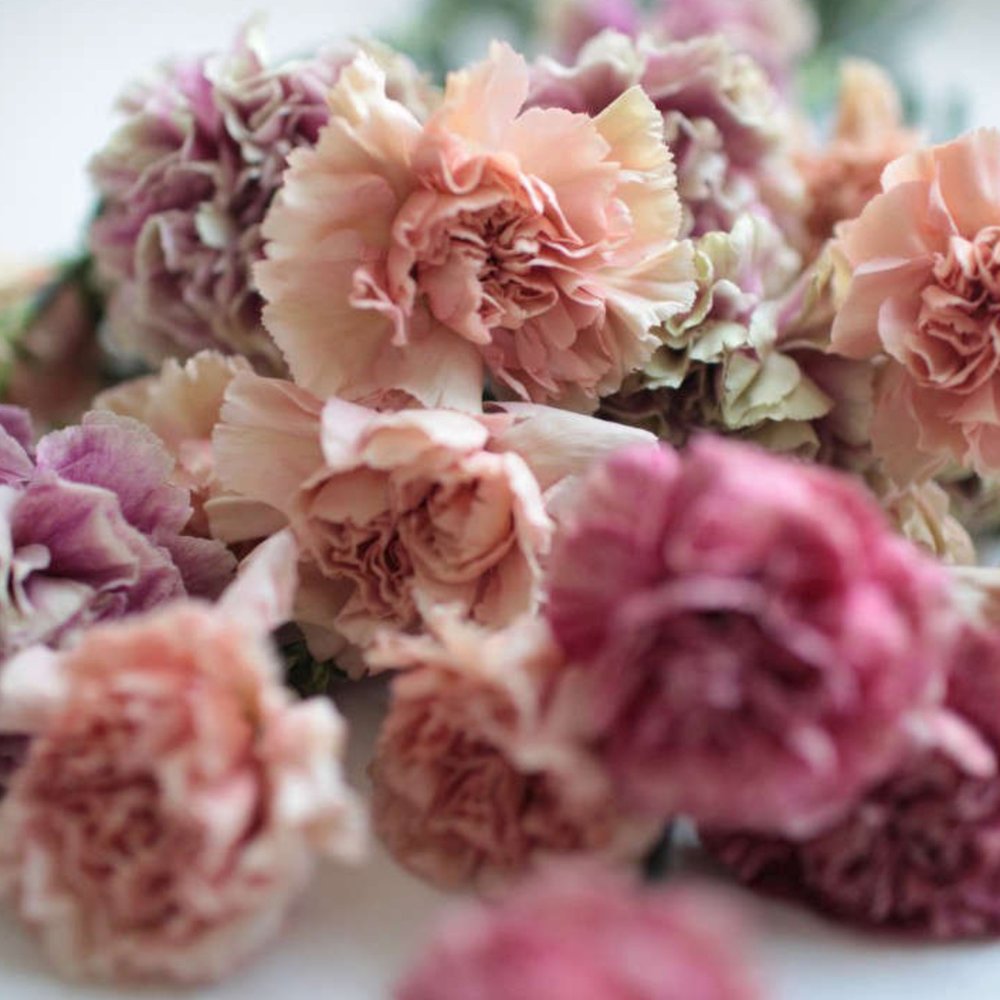 Blush Carnations - not your supermarket flower