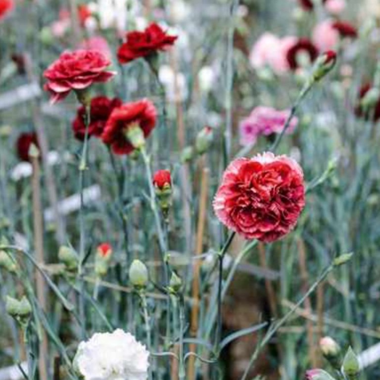 Perpetual Carnations grow wild