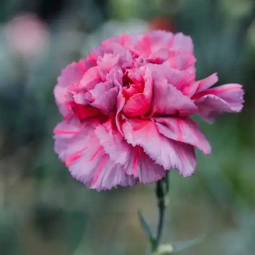 "Doris Allwood" pink and blue-grey - highly scented