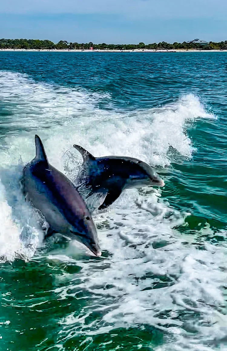 Dolphin watching
