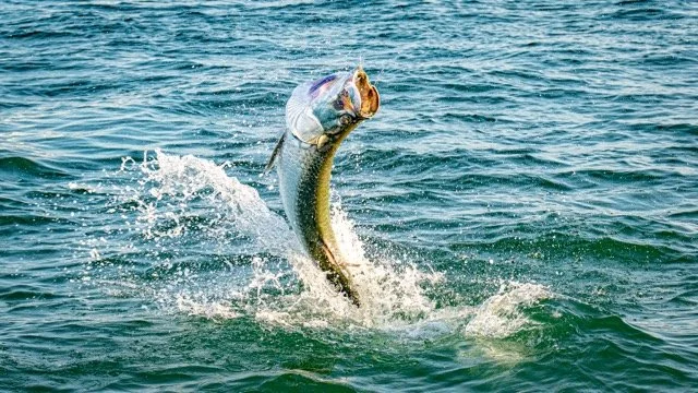 tarpon-fishing-boca-grande-suncoast-expeditions Medium.jpeg