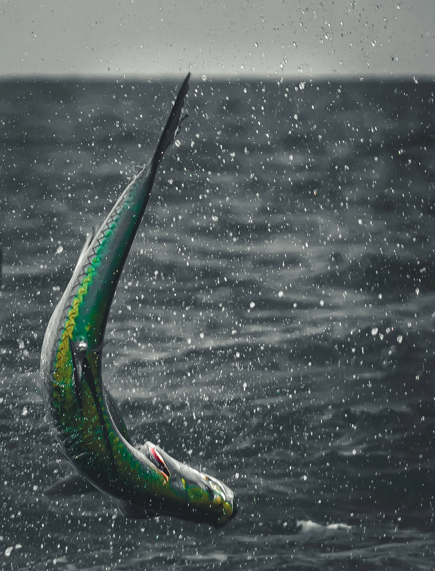 tarpon charter boca grande suncoast expeditions 1-8.jpg
