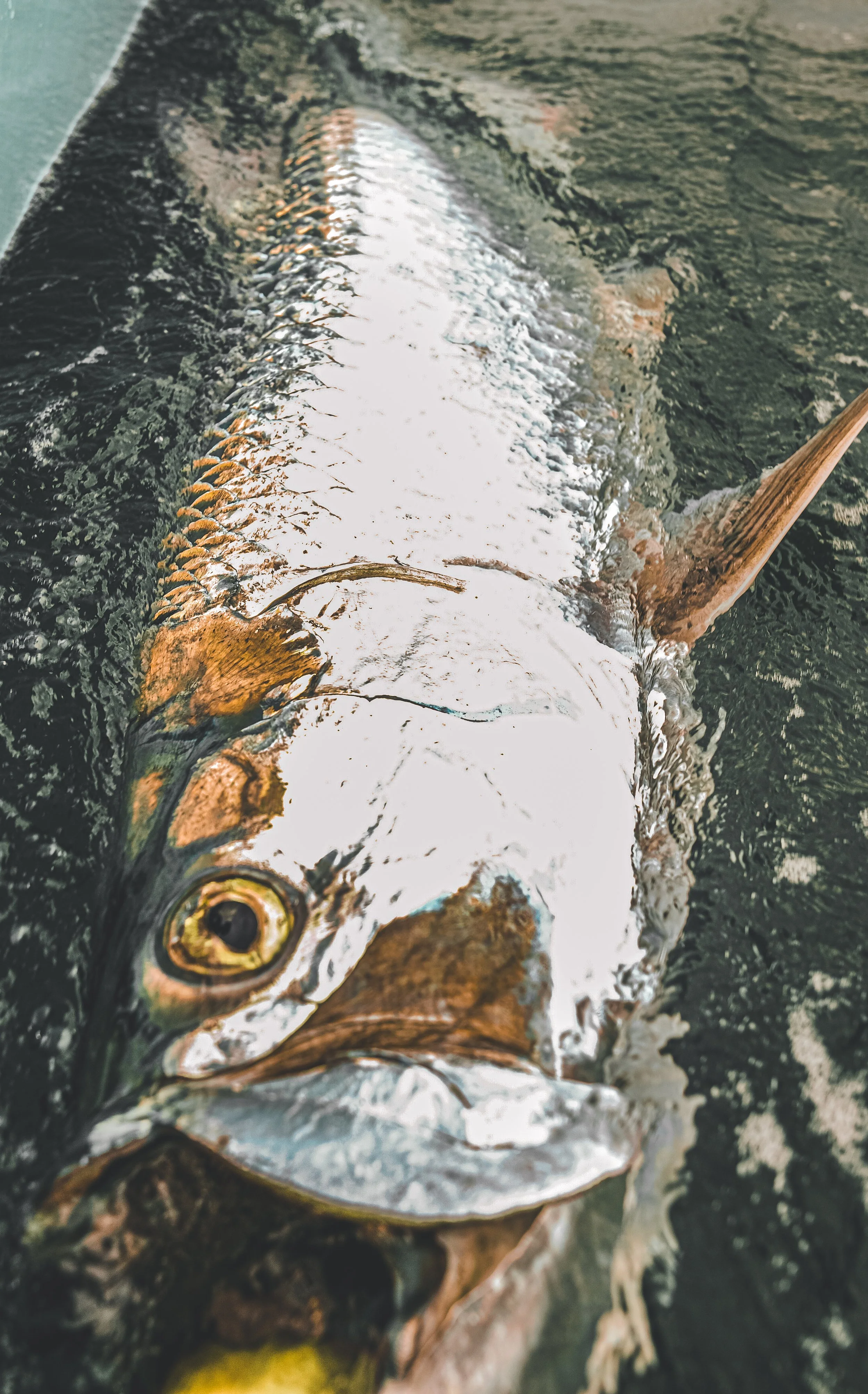 tarpon charter boca grande suncoast expeditions 1-1.jpg