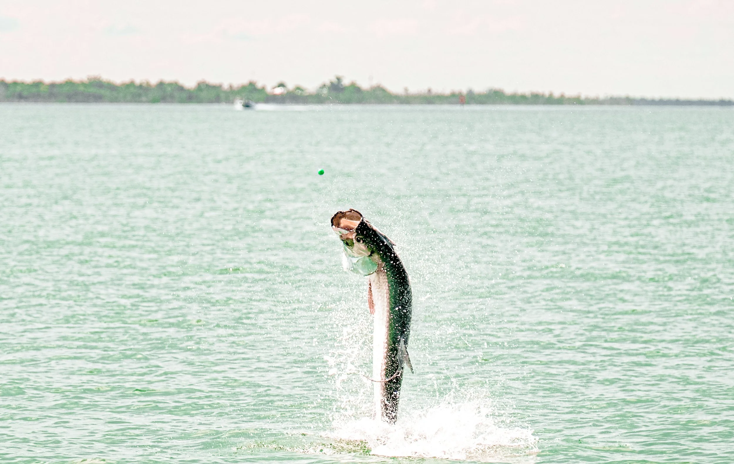 Boca Tarpon-23.jpg