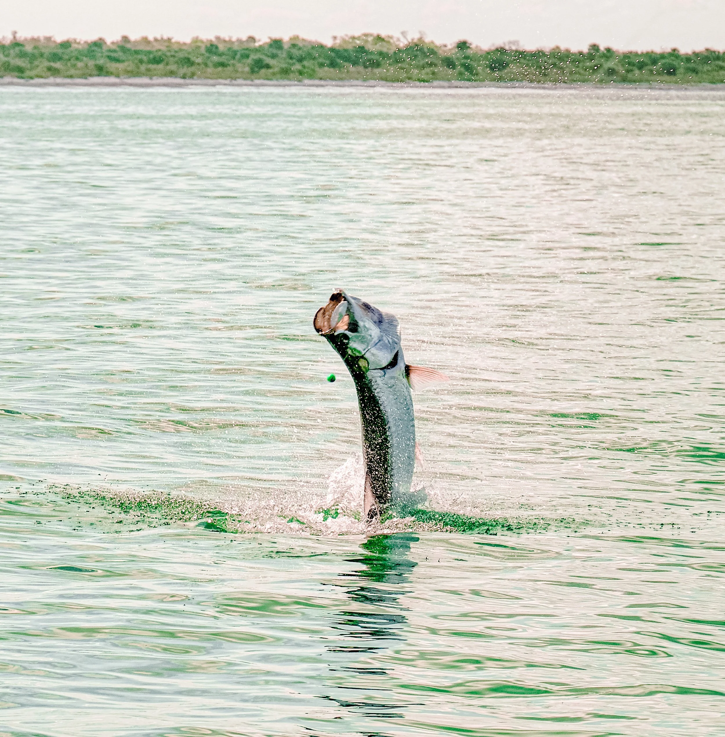 Boca Tarpon-13.jpg