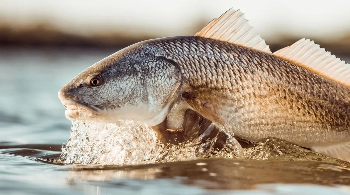 gallery-redfish-tail.jpg