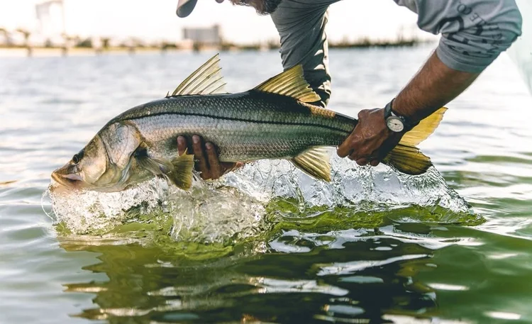 Snook being released