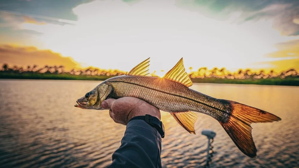 Snook held up against a golden sunset