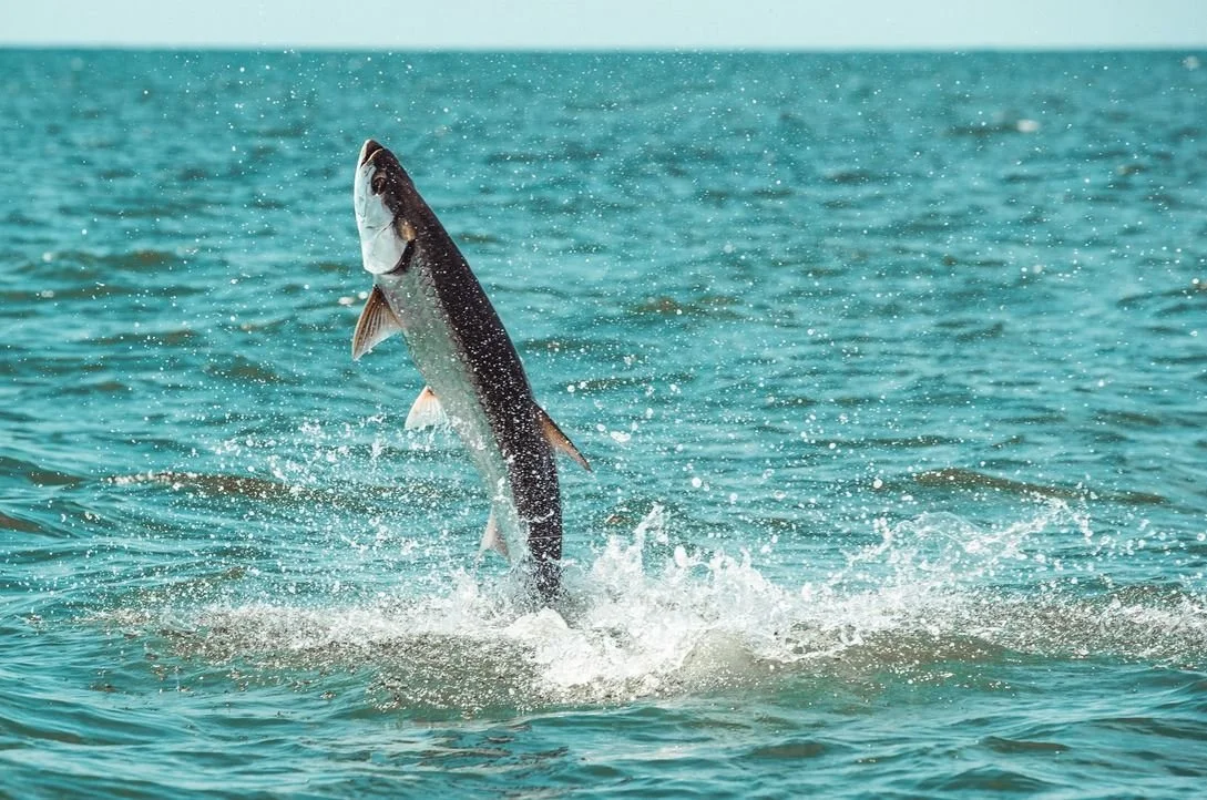 hero-tarpon-desktop.jpg