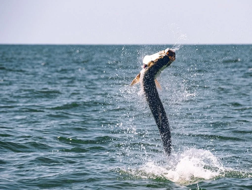 hero-tarpon-mobile.jpg