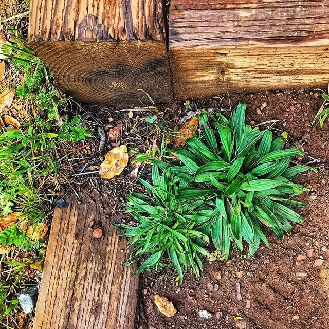 We spend so much time in our own heads that we forget to ever look down. We forget to look inside.
⠀⠀⠀⠀⠀⠀⠀⠀⠀
Did you know those plantain leaves lining the hiking trails can be applied to skin if you get bug bites or cuts? That many of our &ldquo;weed