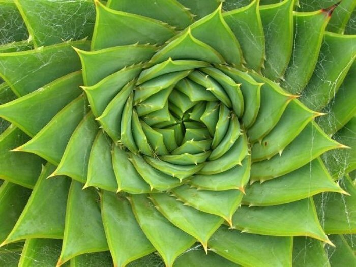 plant spiral.jpeg