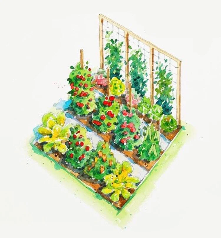 Starting a Summer Vegetable Garden