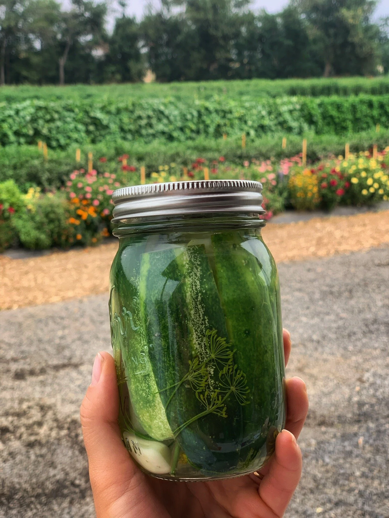 Pickles and Candied Jalapeños... aka Cowboy Candy