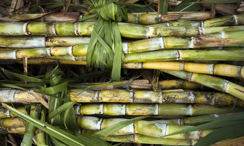 Ko, sugar cane