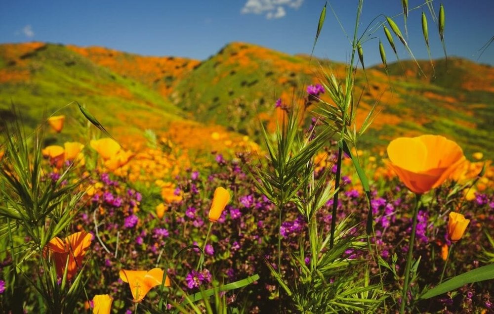 CaliforniaSuperbloom-CaliforniaWildflowers.jpeg