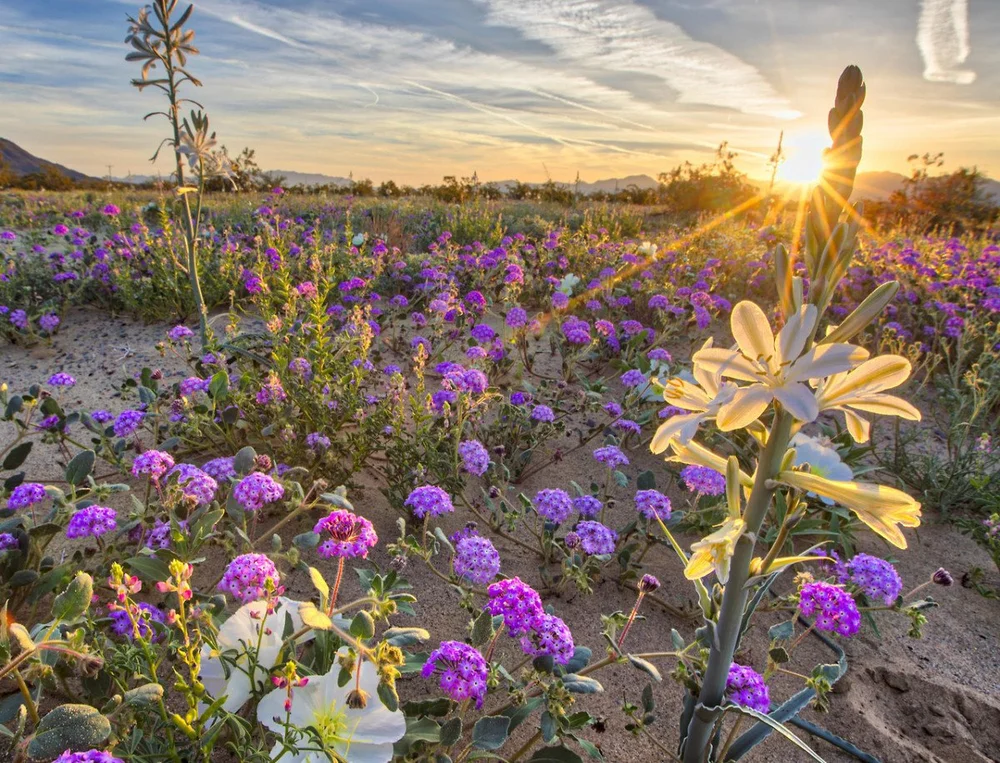 desert_lily_preserve_blm_bob_wick.jpeg