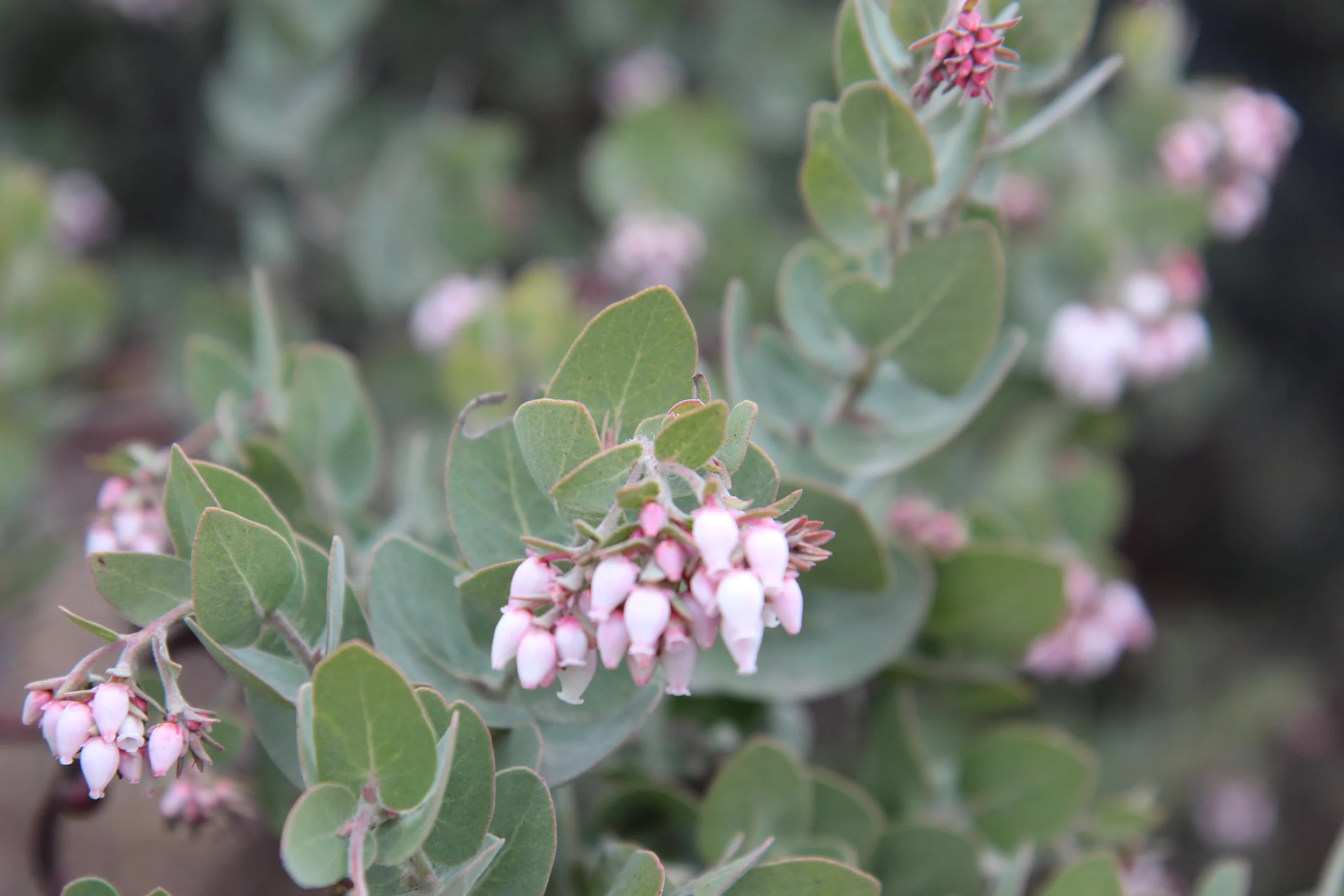 First Blooms of the Year! Manzanitas