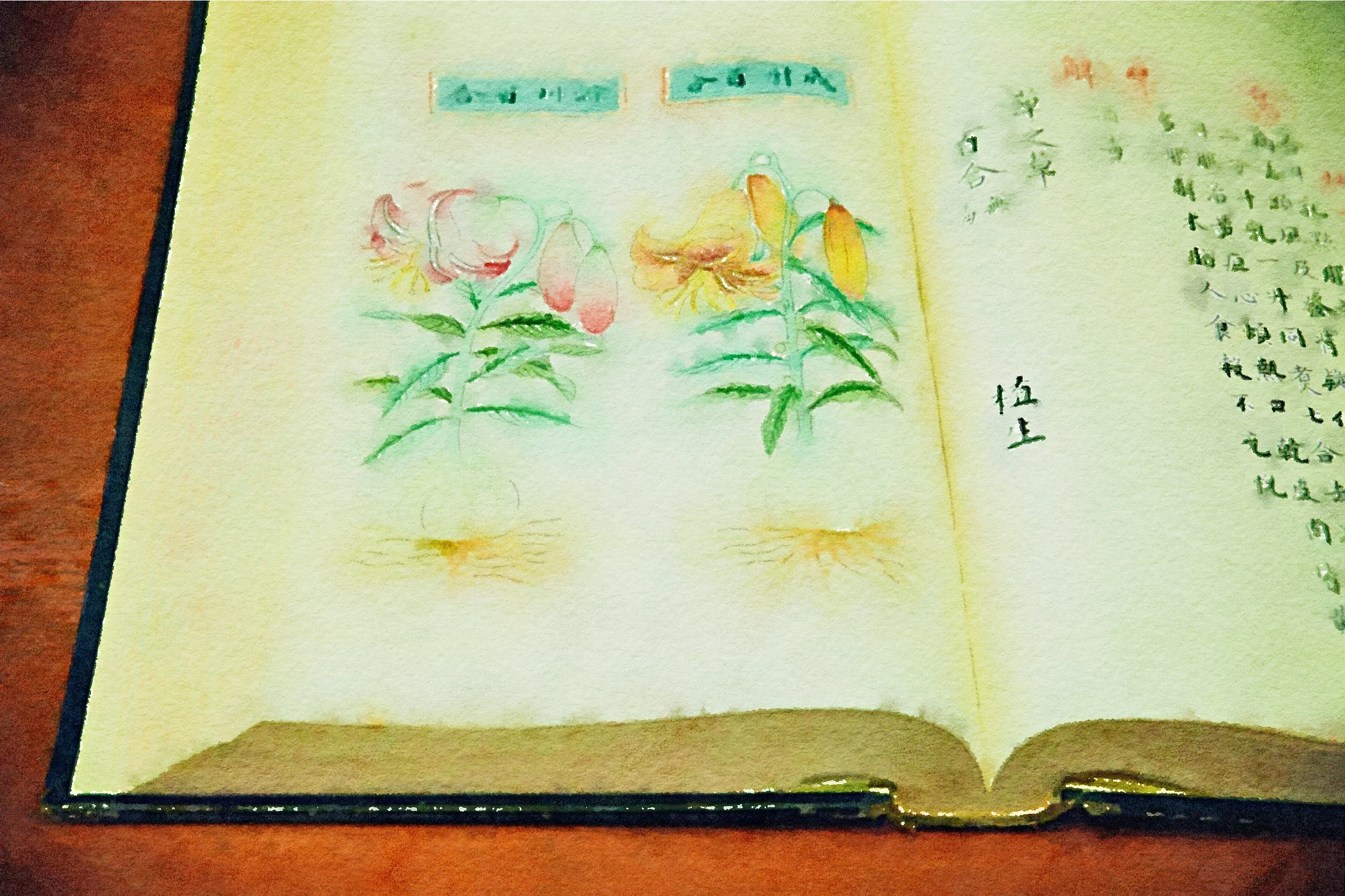 Hidden Herbal Medicine