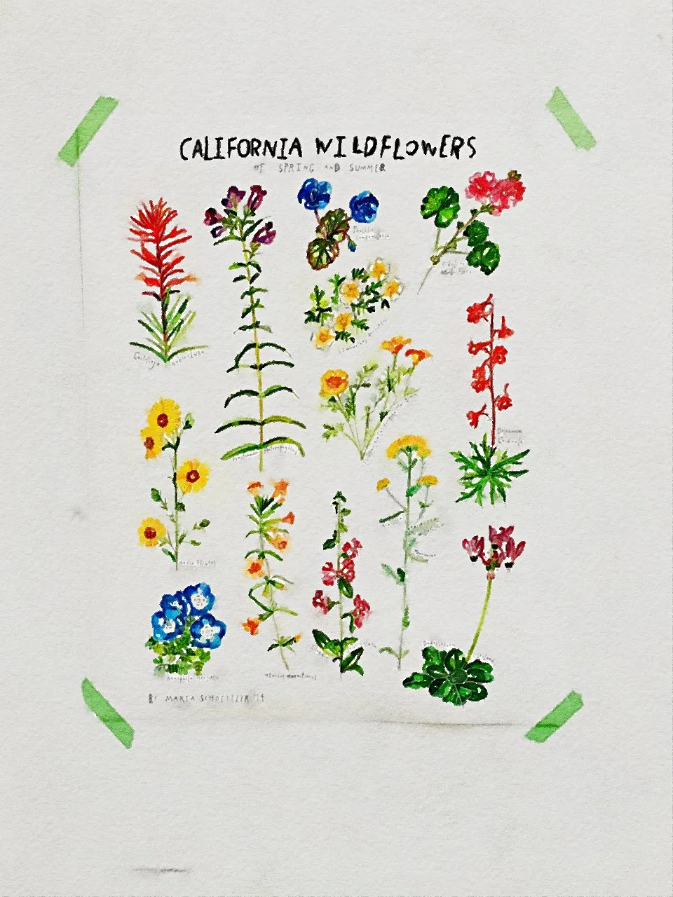 Spring Wildflowers in CA