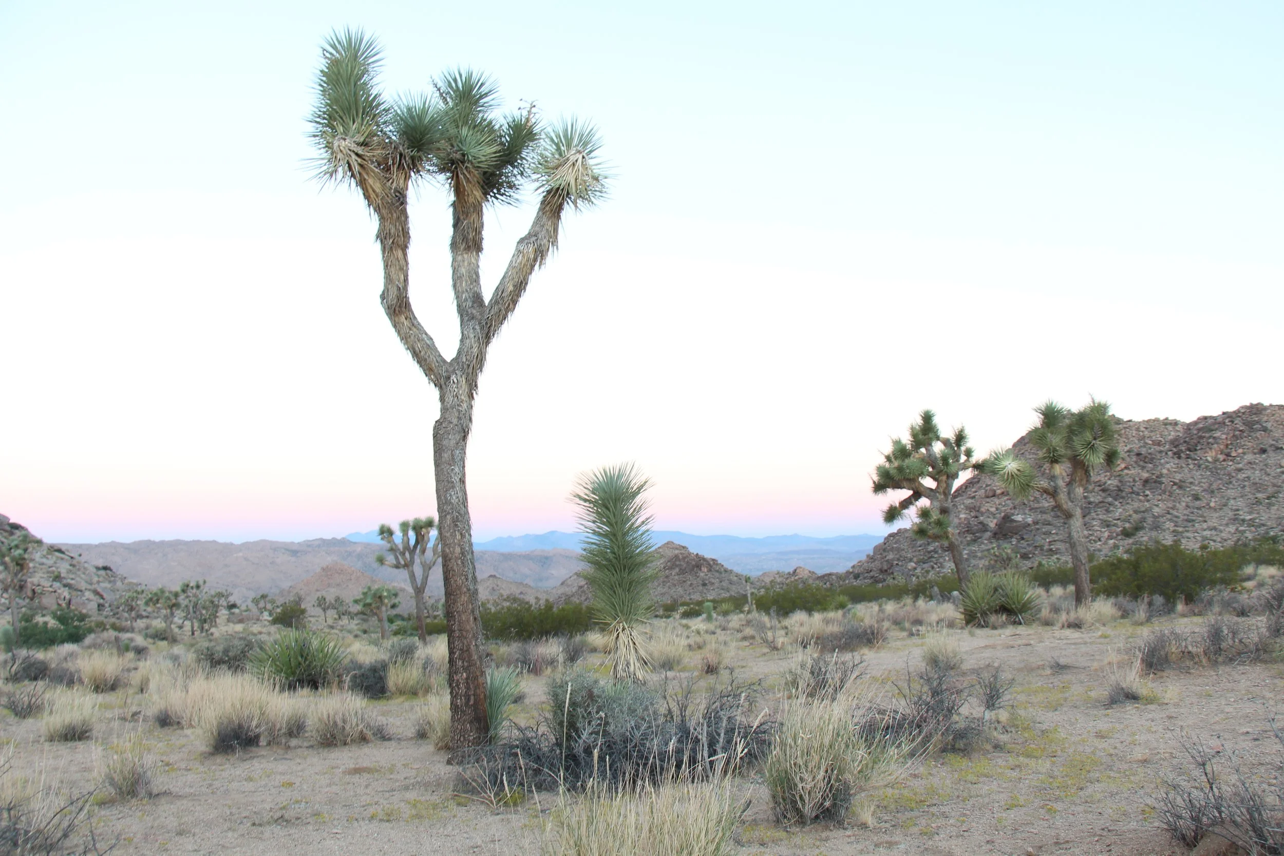 Joshua Tree, CA