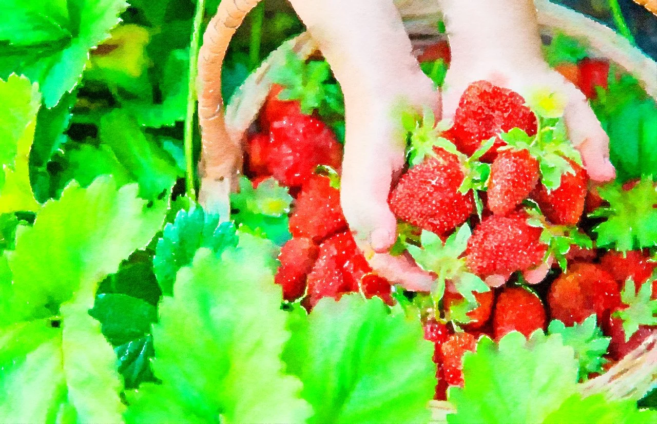 Organic Fruit Picking, Year Round