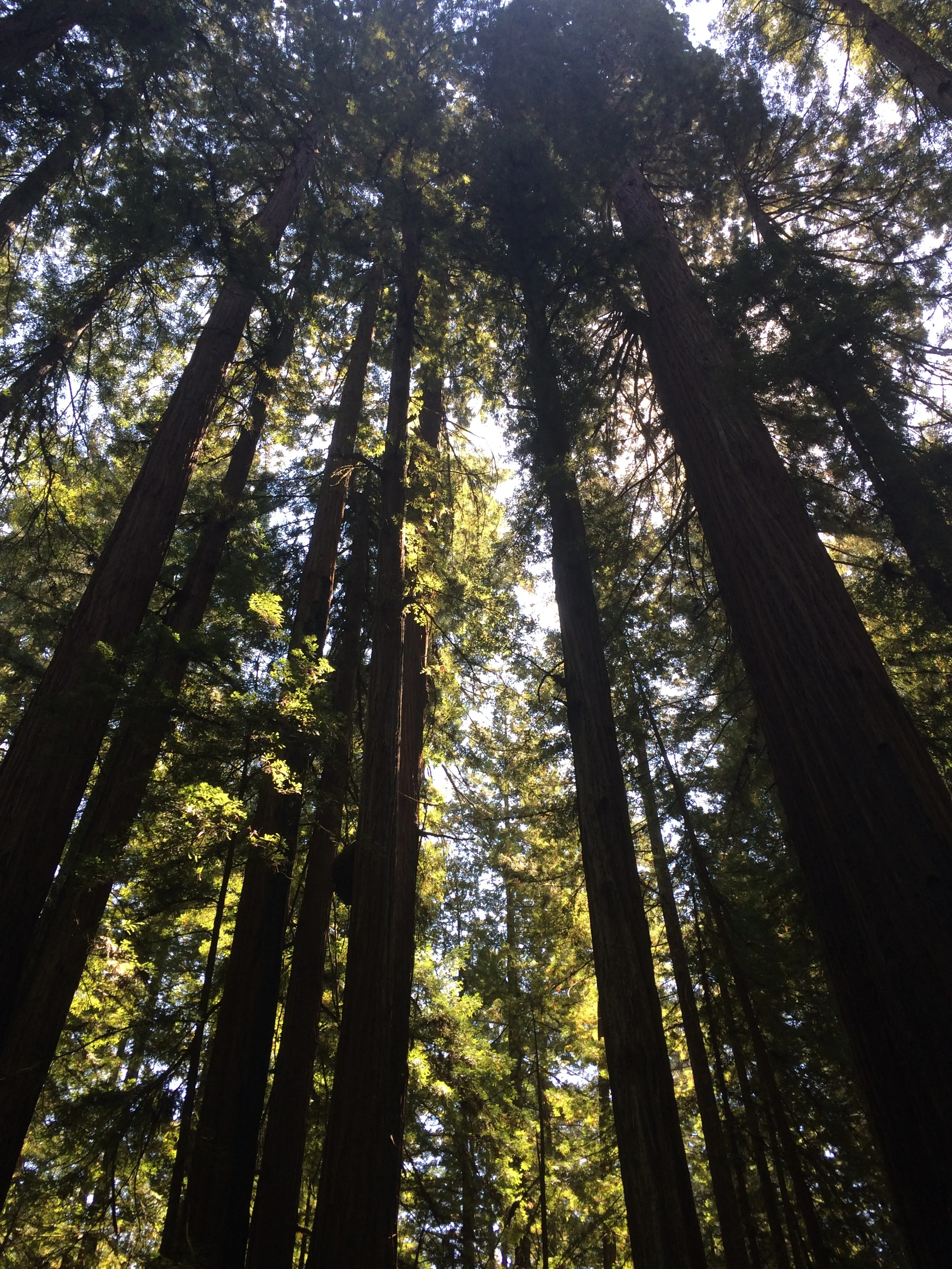 60adb-redwoodsredwoods.jpg
