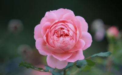 5d352-blossom.jpeg
