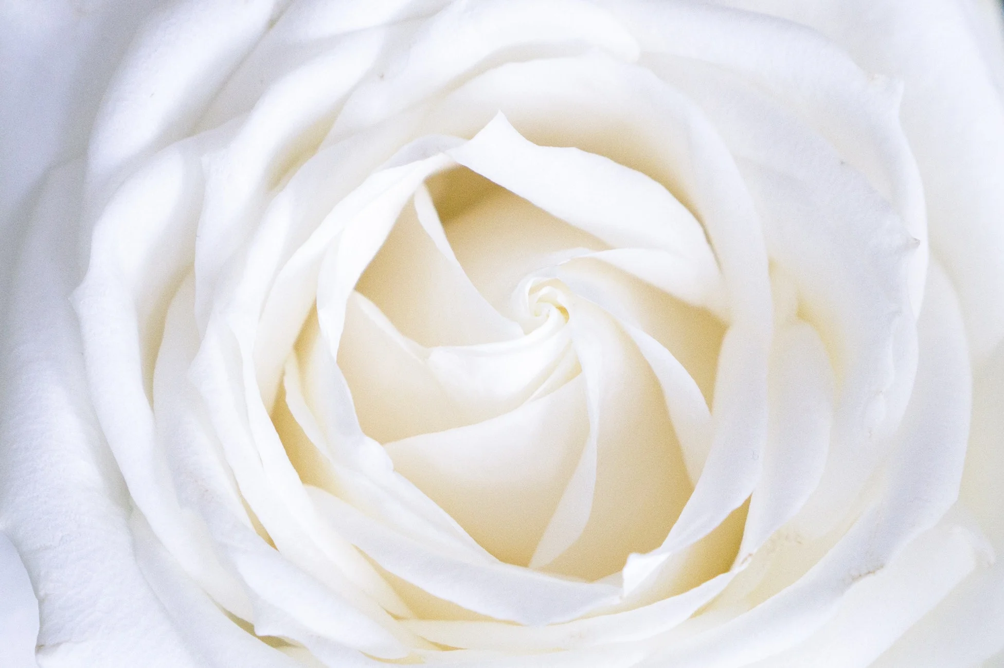 blossoming.jpg