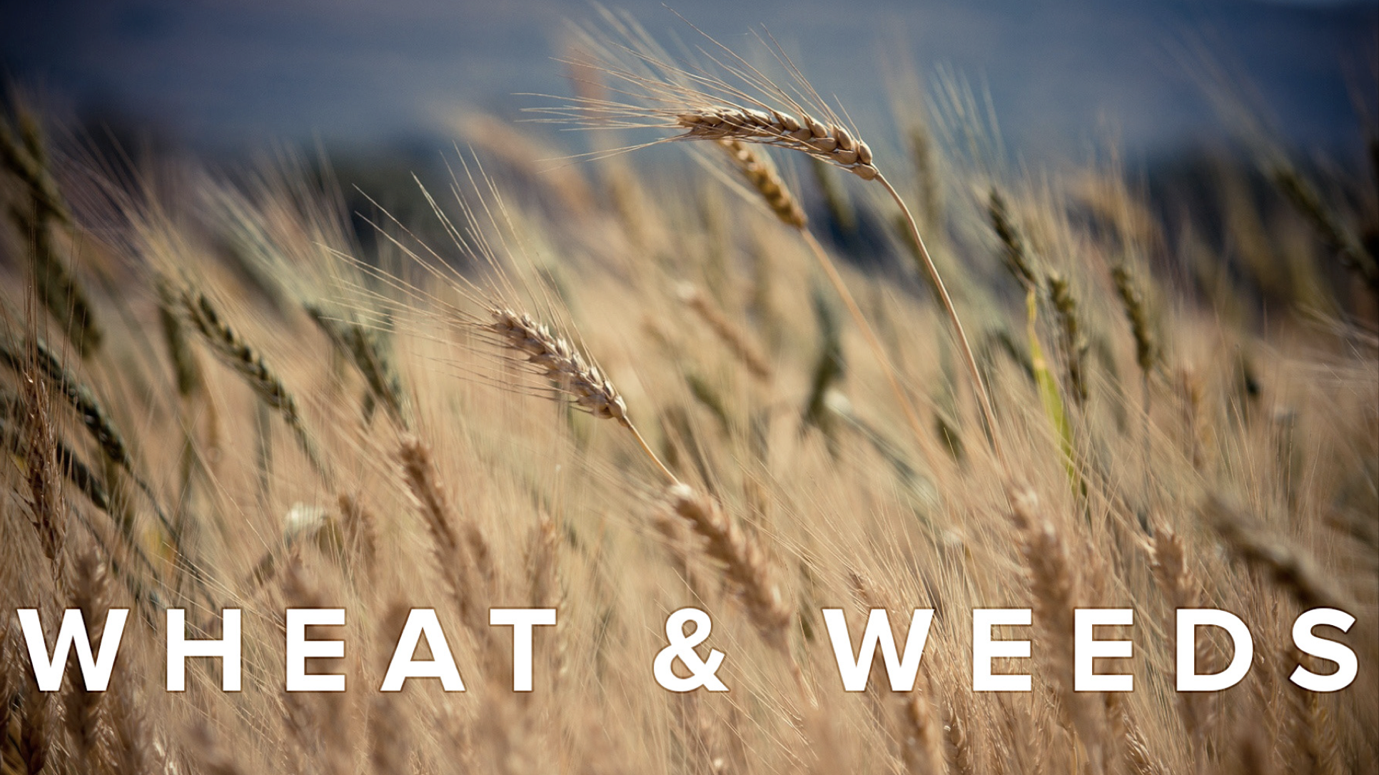 Wheat &amp; Weeds 