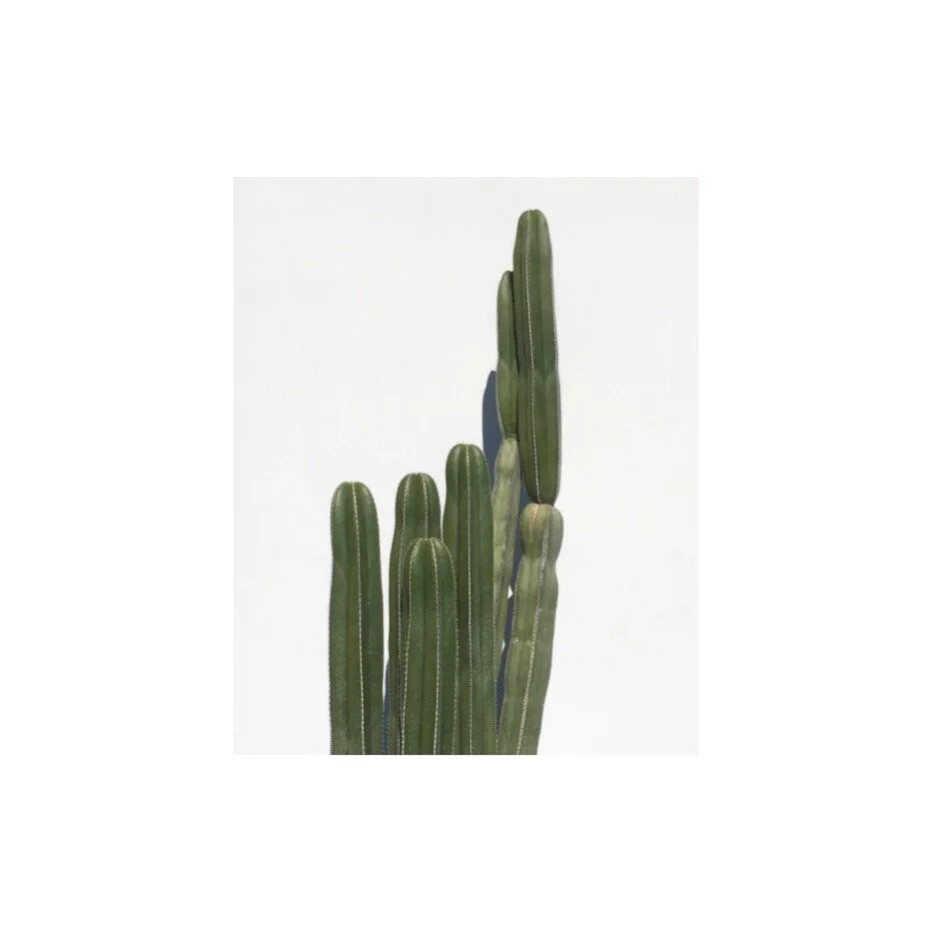      

 
   Needles and No’s.&nbsp;  Highly sensitized to its needs, the needles of a cactus protect from herbivores as well as provide for its host. So says the internet.   The prick of needle. The warning of a sharp spine extending to bodies too cl